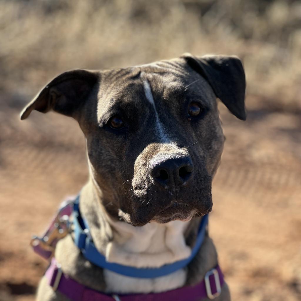 Lennie, an adoptable Pit Bull Terrier in Kanab, UT, 84741 | Photo Image 6