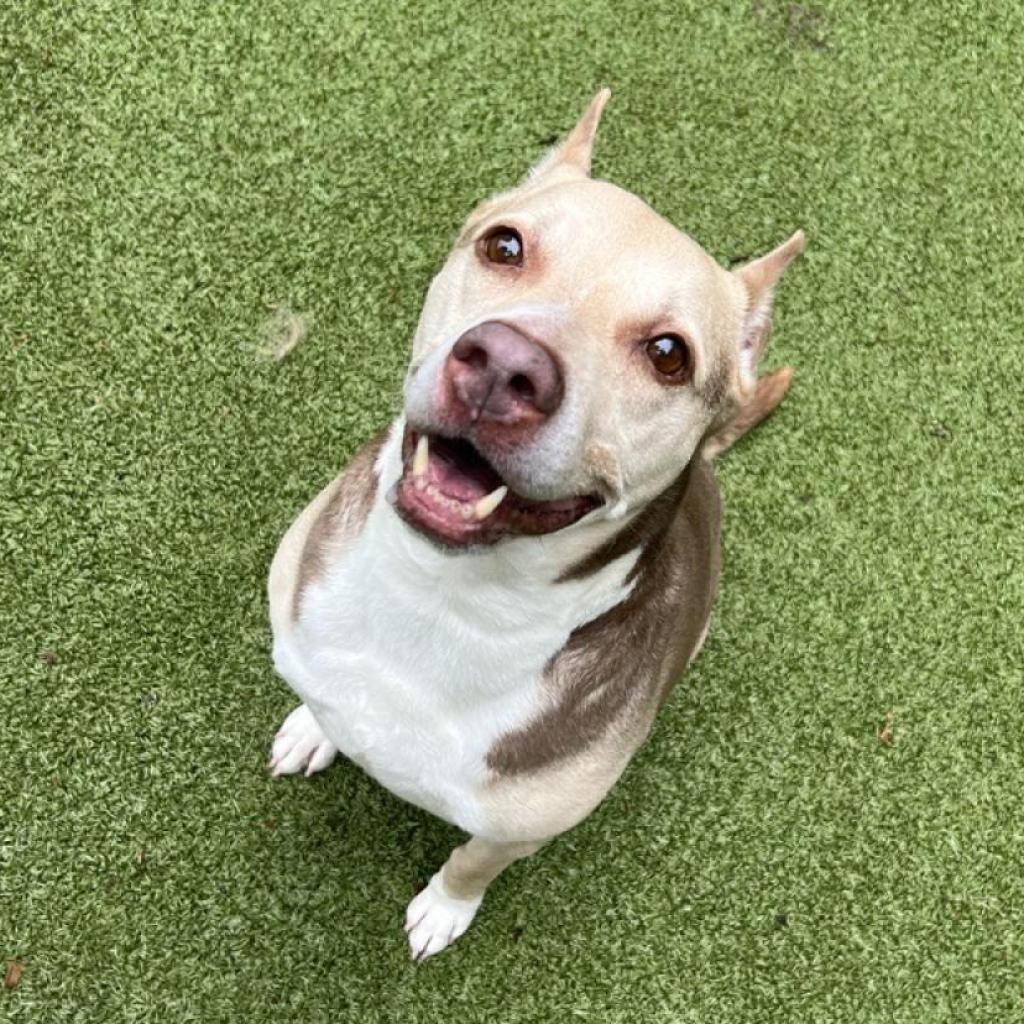 Zizzo, an adoptable Pit Bull Terrier in Kanab, UT, 84741 | Photo Image 1