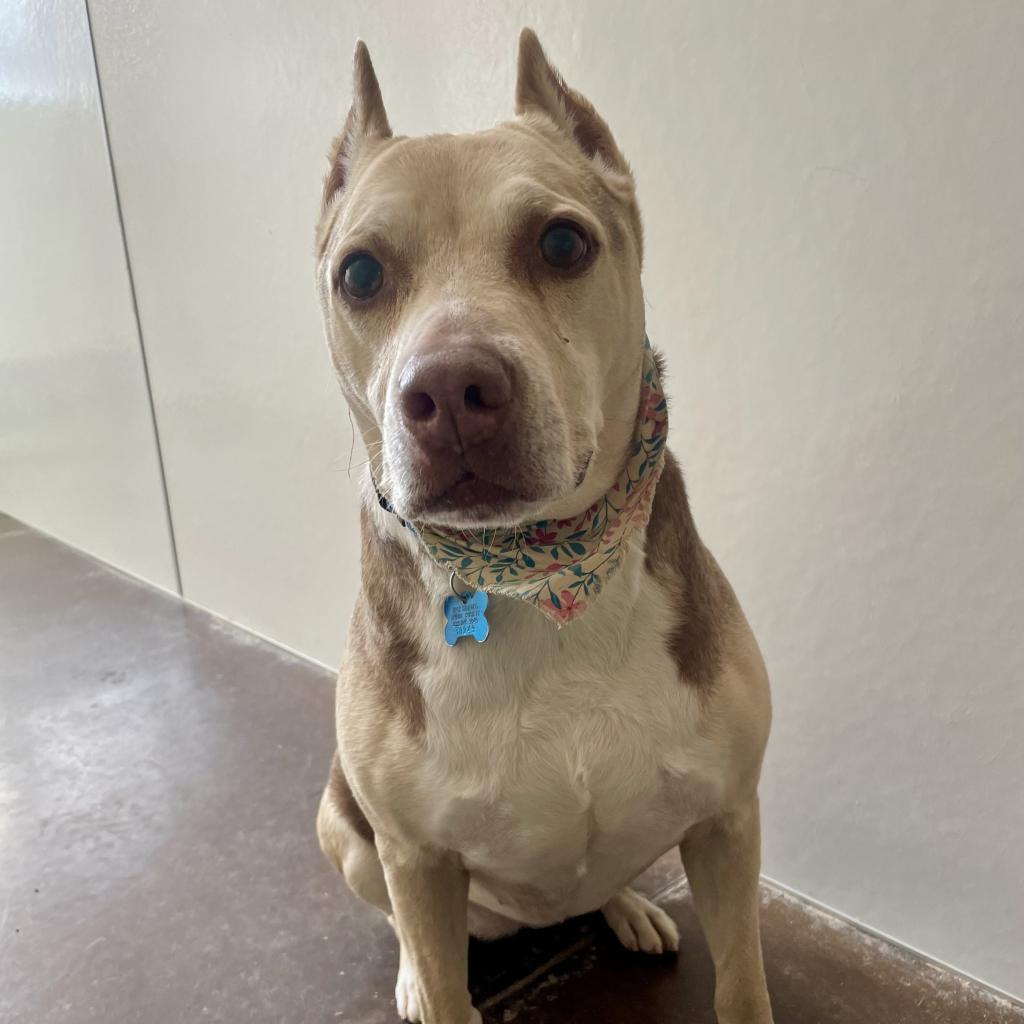 Zizzo, an adoptable Pit Bull Terrier in Kanab, UT, 84741 | Photo Image 2