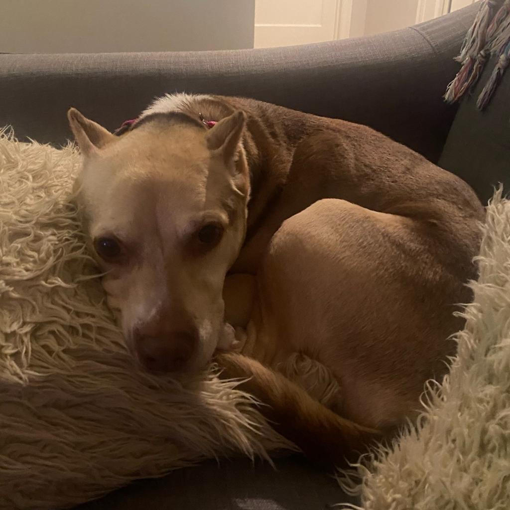 Zizzo, an adoptable Pit Bull Terrier in Kanab, UT, 84741 | Photo Image 3