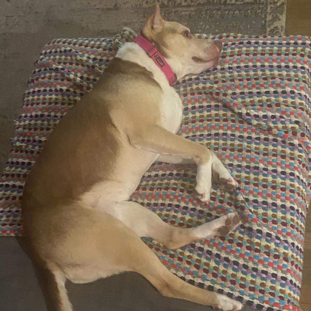 Zizzo, an adoptable Pit Bull Terrier in Kanab, UT, 84741 | Photo Image 4