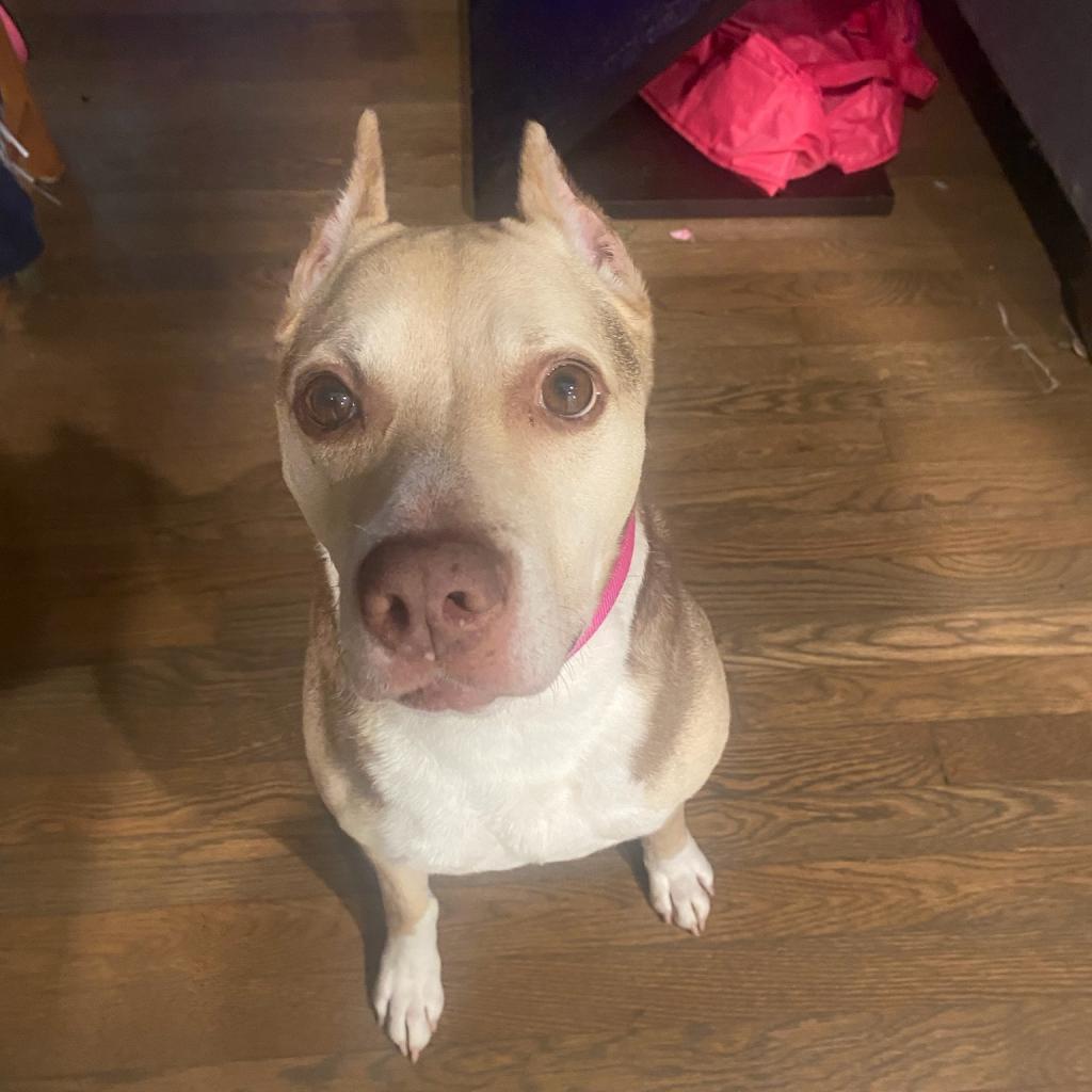 Zizzo, an adoptable Pit Bull Terrier in Kanab, UT, 84741 | Photo Image 5