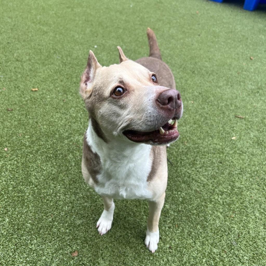 Zizzo, an adoptable Pit Bull Terrier in Kanab, UT, 84741 | Photo Image 6