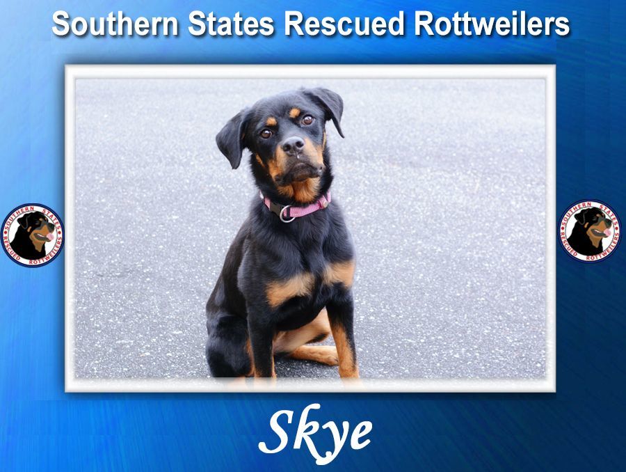 Southern store rottweiler rescue