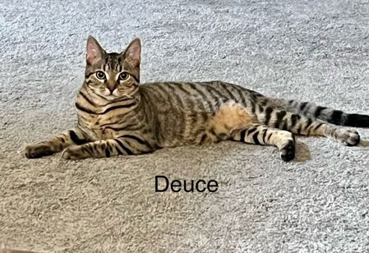 DEUCE 2