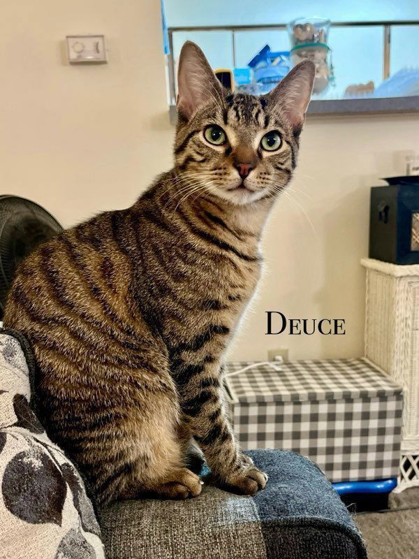 Deuce, an adoptable British Shorthair, American Shorthair in Southaven, MS, 38672 | Photo Image 1