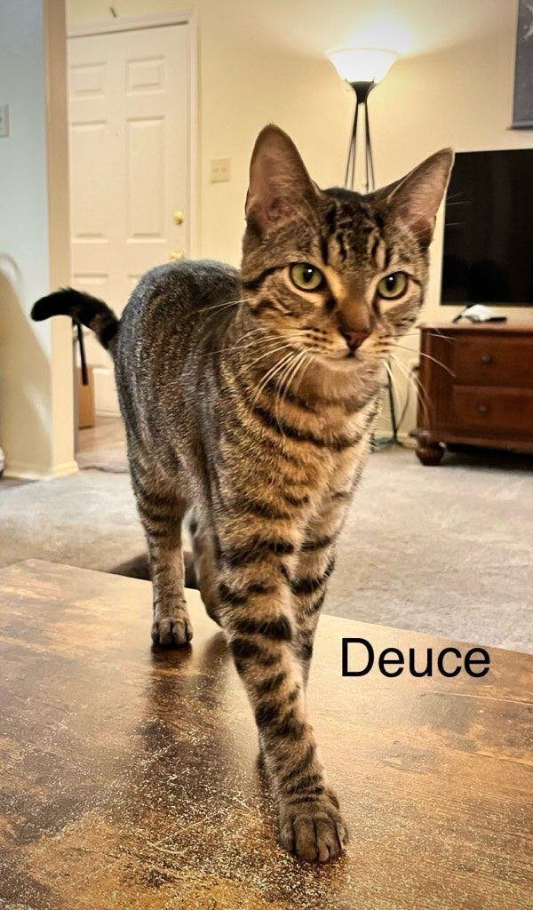 Deuce, an adoptable British Shorthair, American Shorthair in Southaven, MS, 38672 | Photo Image 3