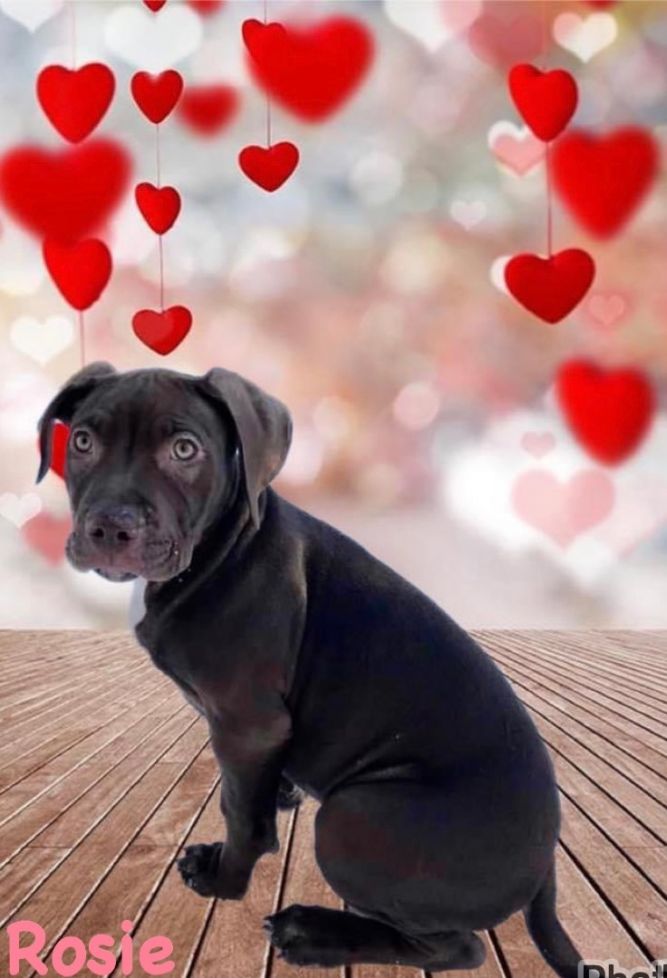 Dog for adoption - Rosie Riley Rhoda, a Labrador Retriever Mix in ...