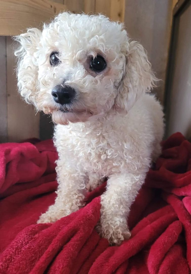 Dog for adoption - BICHONS very sweet, a Bichon Frise in Woodsfield, OH ...