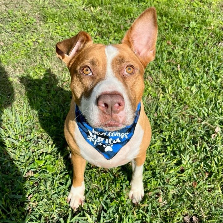 Johnston store bull terrier