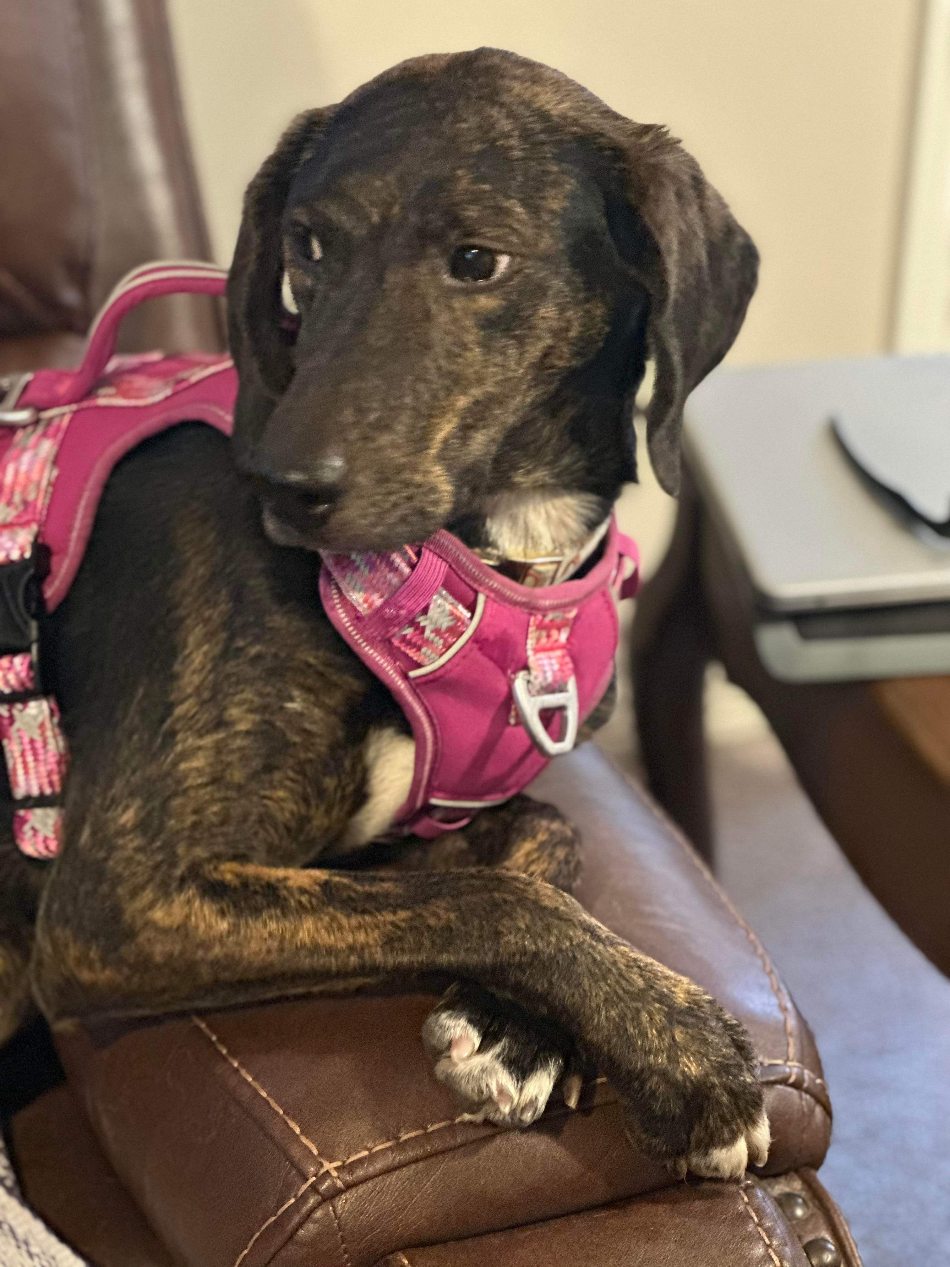 Coco, an adoptable English Coonhound, Labrador Retriever in Castle Dale, UT, 84513 | Photo Image 4