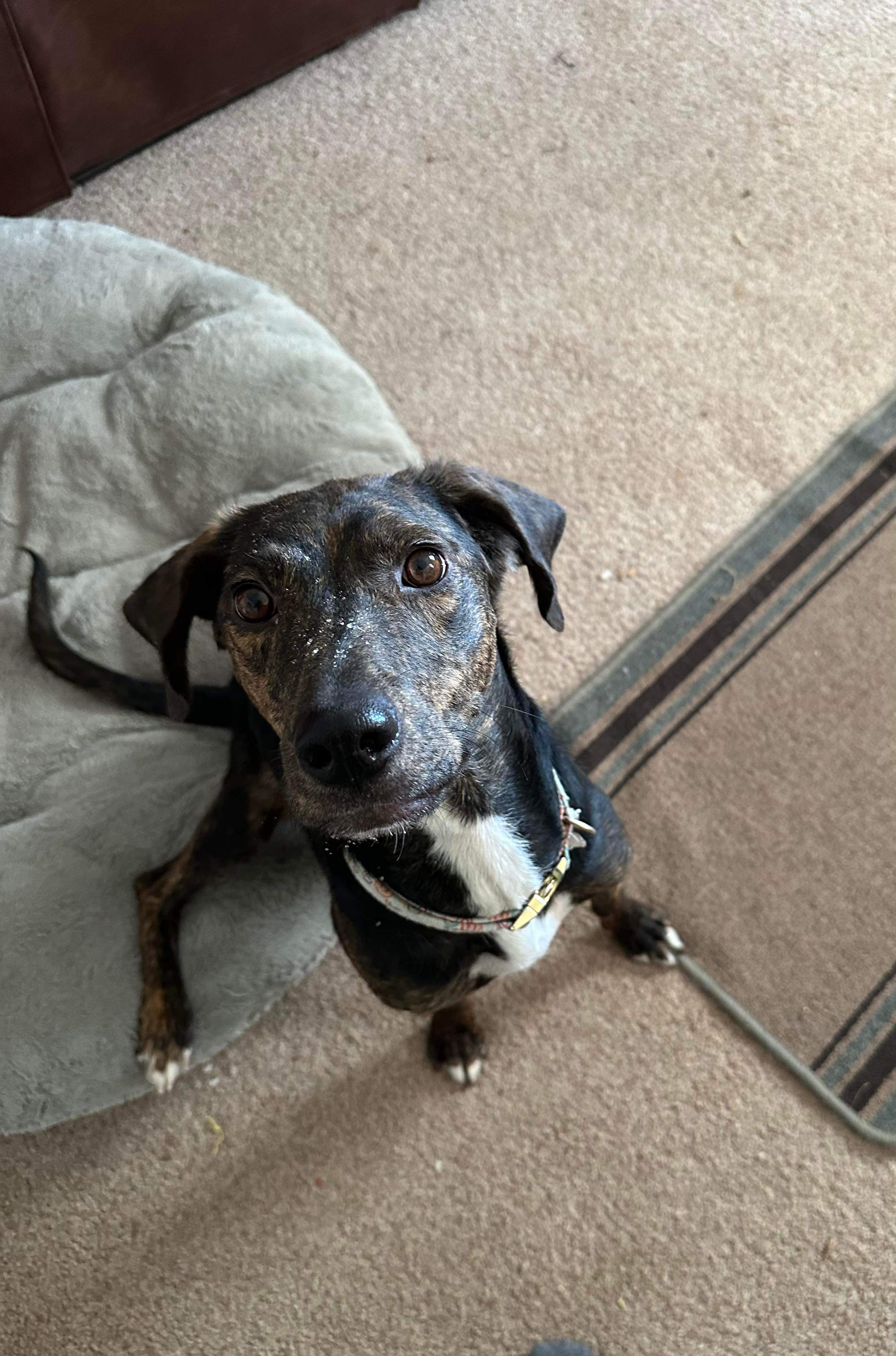 Coco, an adoptable English Coonhound, Labrador Retriever in Castle Dale, UT, 84513 | Photo Image 4