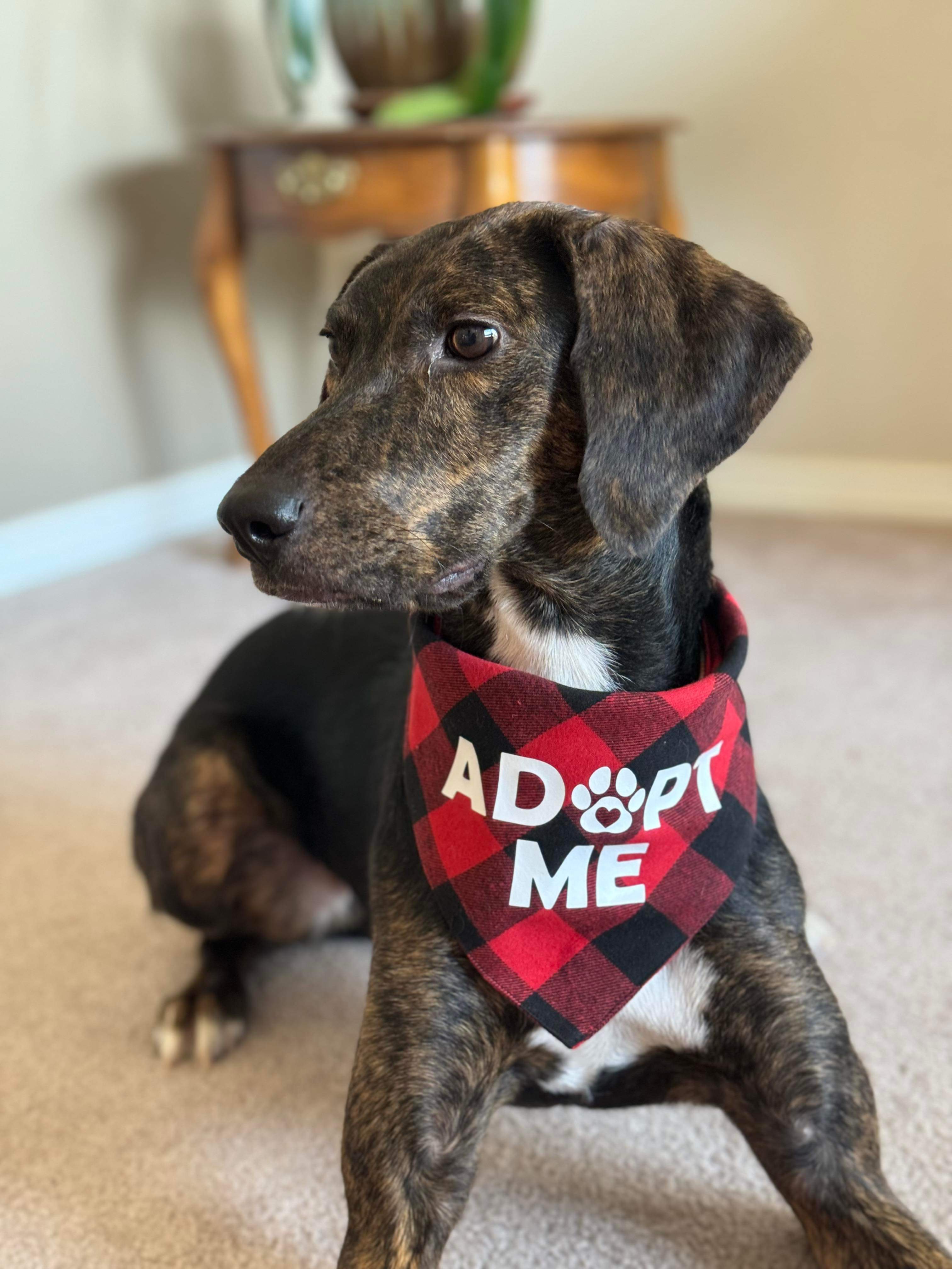 Coco, an adoptable English Coonhound, Labrador Retriever in Castle Dale, UT, 84513 | Photo Image 5