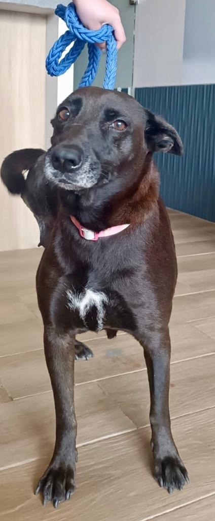 Milli, an adoptable Black Labrador Retriever, Mixed Breed in San Juan de Abajo, NAY, 63732 | Photo Image 3