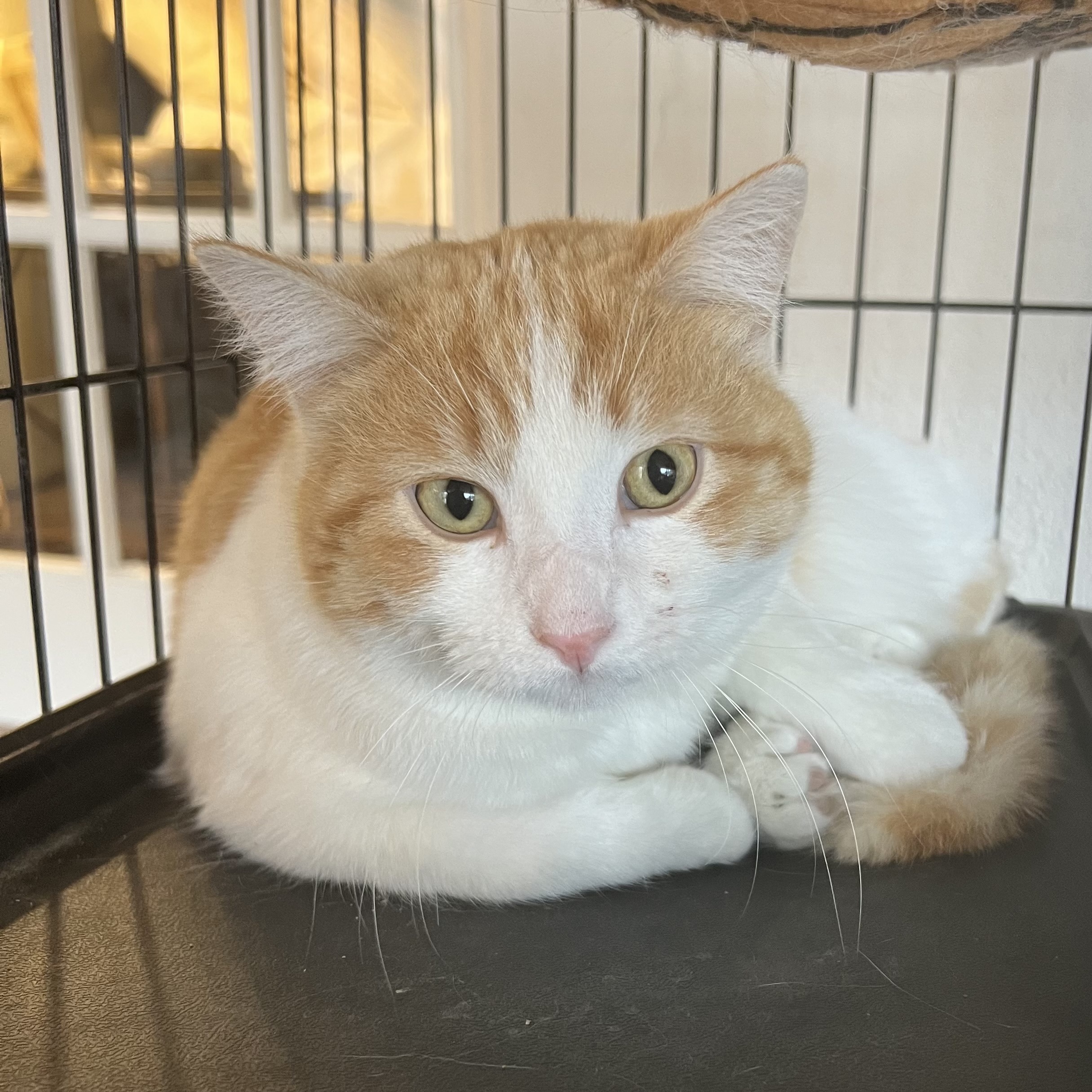 Sweet Potato, an adoptable Domestic Short Hair in Santa Fe, NM, 87501 | Photo Image 1