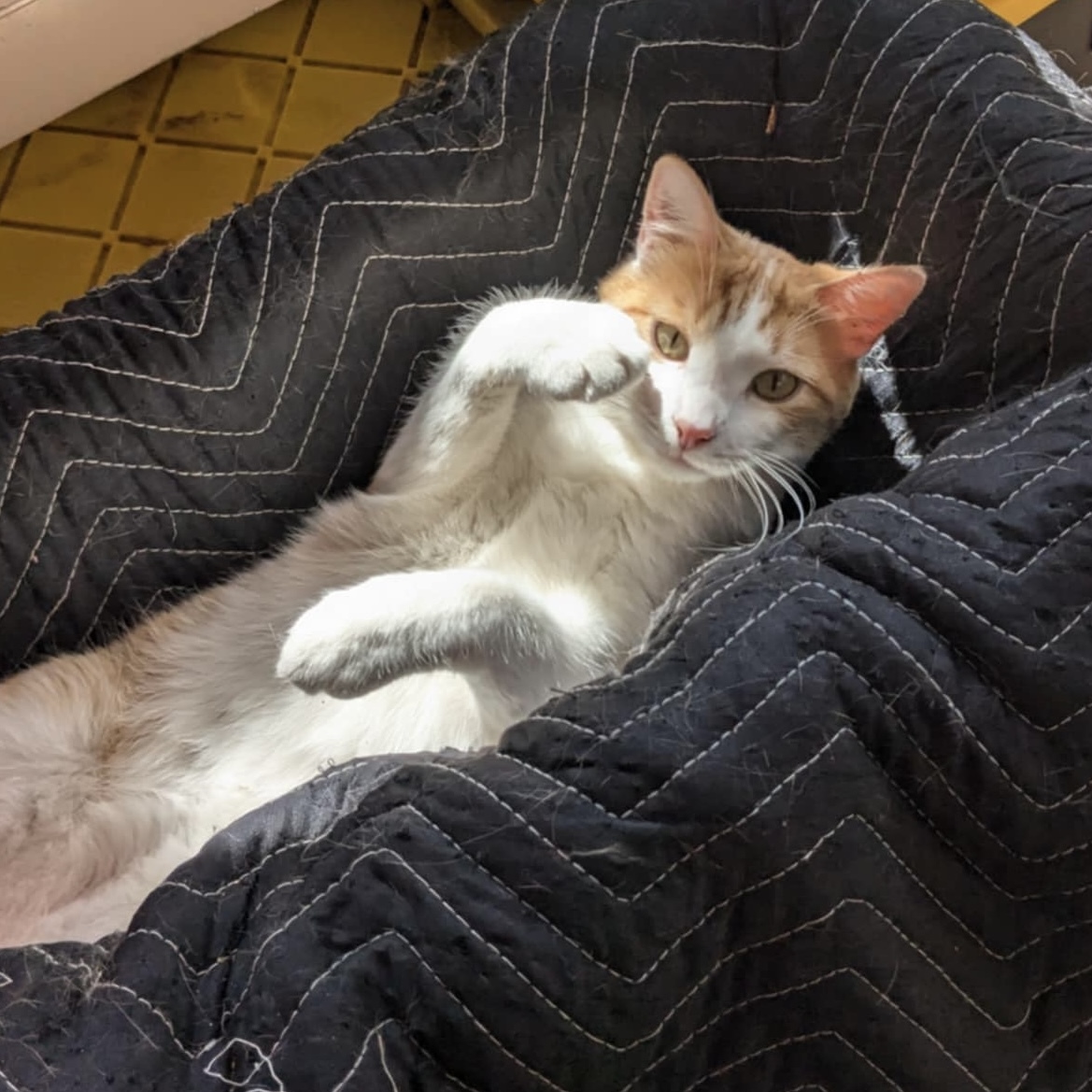 Sweet Potato, an adoptable Domestic Short Hair in Santa Fe, NM, 87501 | Photo Image 1