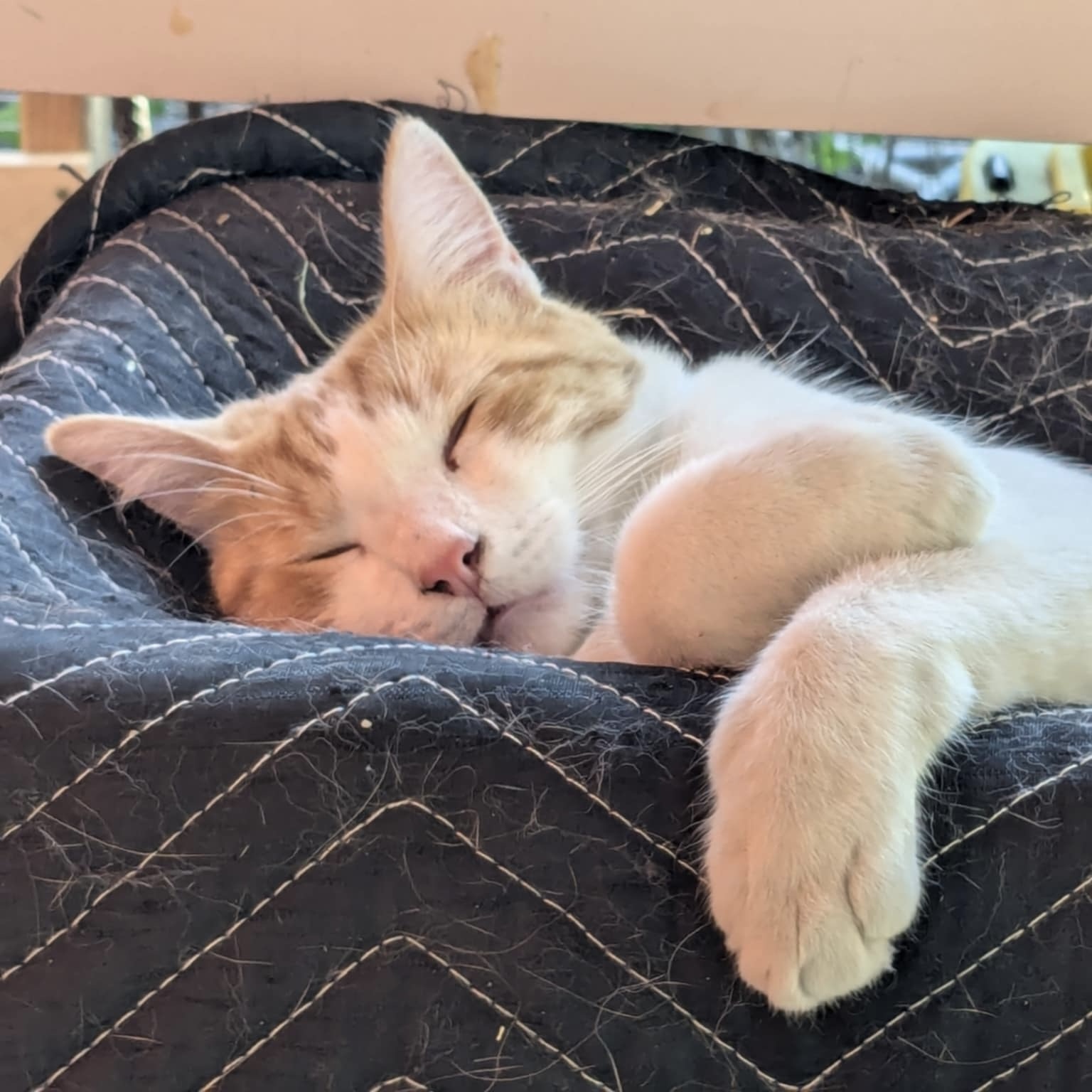 Sweet Potato, an adoptable Domestic Short Hair in Santa Fe, NM, 87501 | Photo Image 2