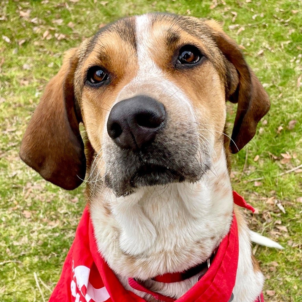 June Bug, an adoptable Foxhound, Terrier in Bloomfield, CT, 06002 | Photo Image 1