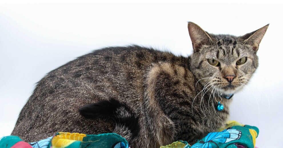 Shorty, an adoptable Domestic Short Hair in Muskegon, MI, 49444 | Photo Image 1