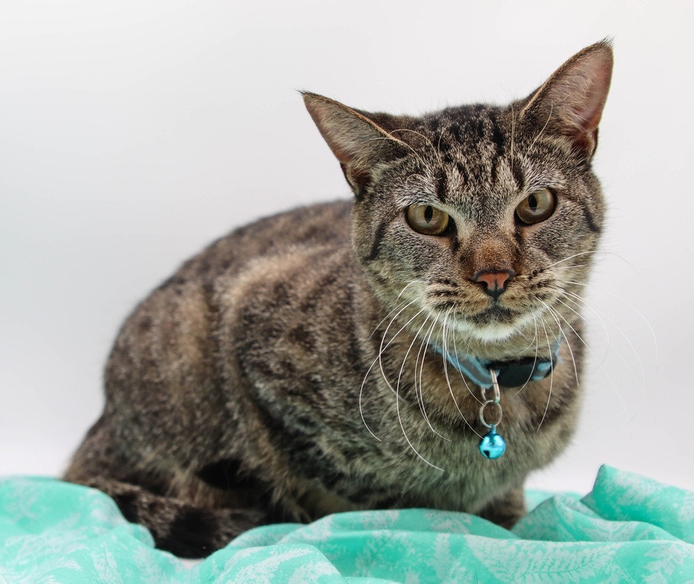 Shorty, an adoptable Domestic Short Hair in Muskegon, MI, 49444 | Photo Image 2