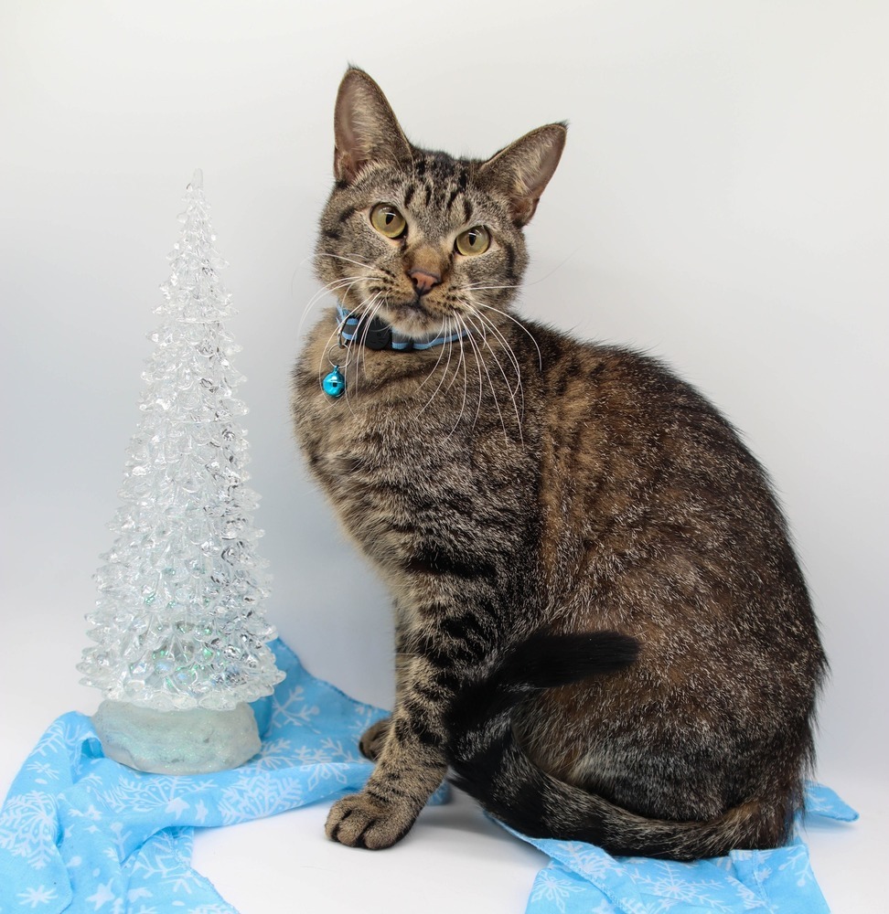 Shorty, an adoptable Domestic Short Hair in Muskegon, MI, 49444 | Photo Image 3