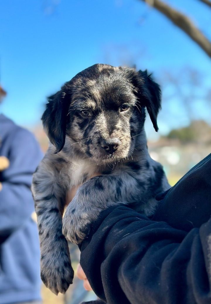 Blue merle hotsell labrador retriever