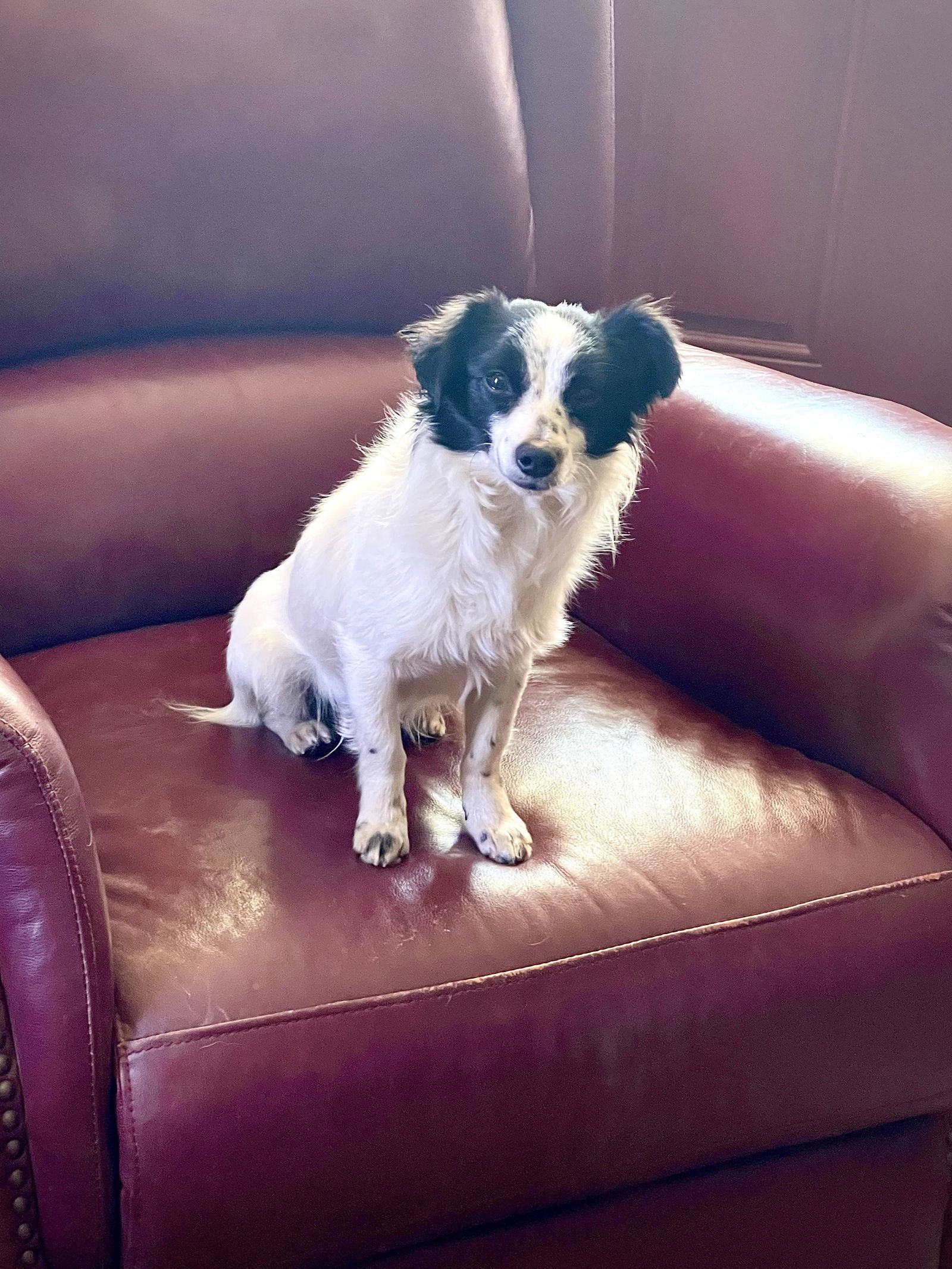 Cameron, an adoptable Papillon in Weatherford, TX, 76087 | Photo Image 1