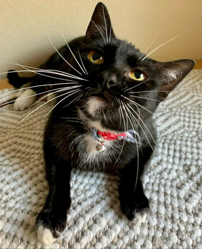 TaTa, an adoptable Tuxedo, Domestic Short Hair in MONTGOMERY, TX, 77356 | Photo Image 1