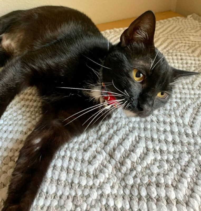 TaTa, an adoptable Tuxedo, Domestic Short Hair in MONTGOMERY, TX, 77356 | Photo Image 2