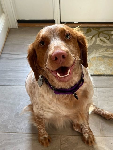 Red best sale brittany spaniel