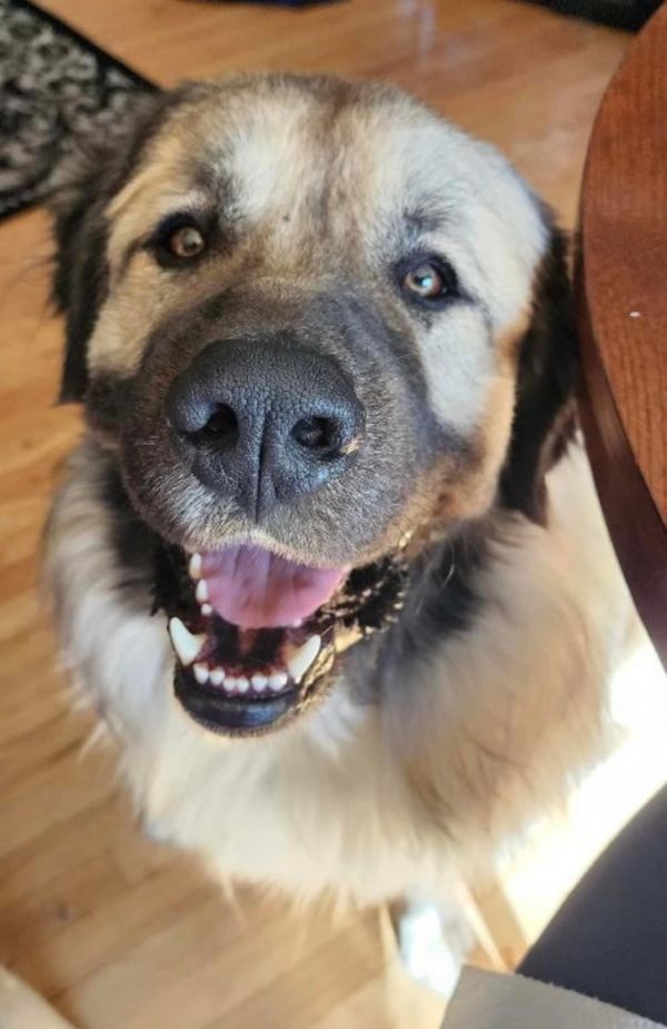 Half german shepherd half best sale great pyrenees