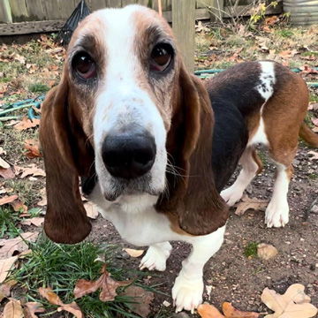 Dog for adoption - ITSY, a Basset Hound in Mays Landing, NJ | Petfinder