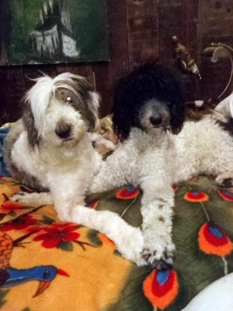 Galileo Chewbaccus & Kane Brown Sugar (Bonded Pair) - Benefactor Dogs