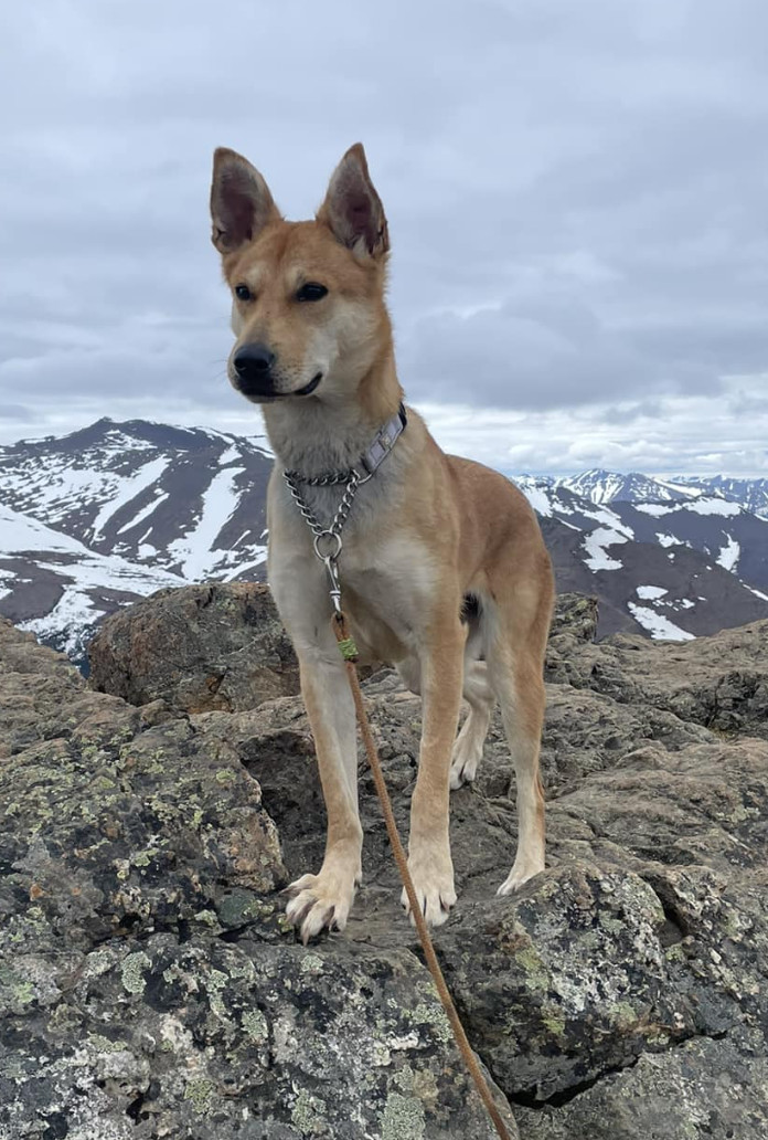 Ivy, an adoptable Husky in Anchorage, AK, 99503 | Photo Image 1