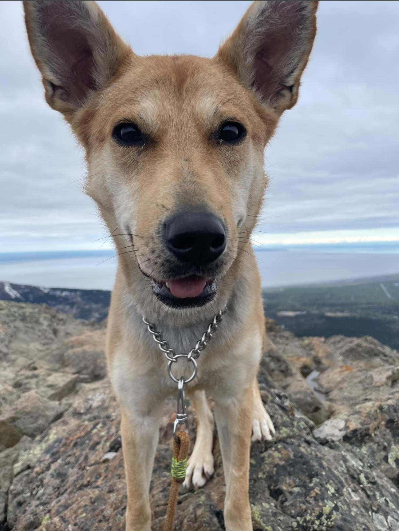 Ivy, an adoptable Husky in Anchorage, AK, 99503 | Photo Image 2