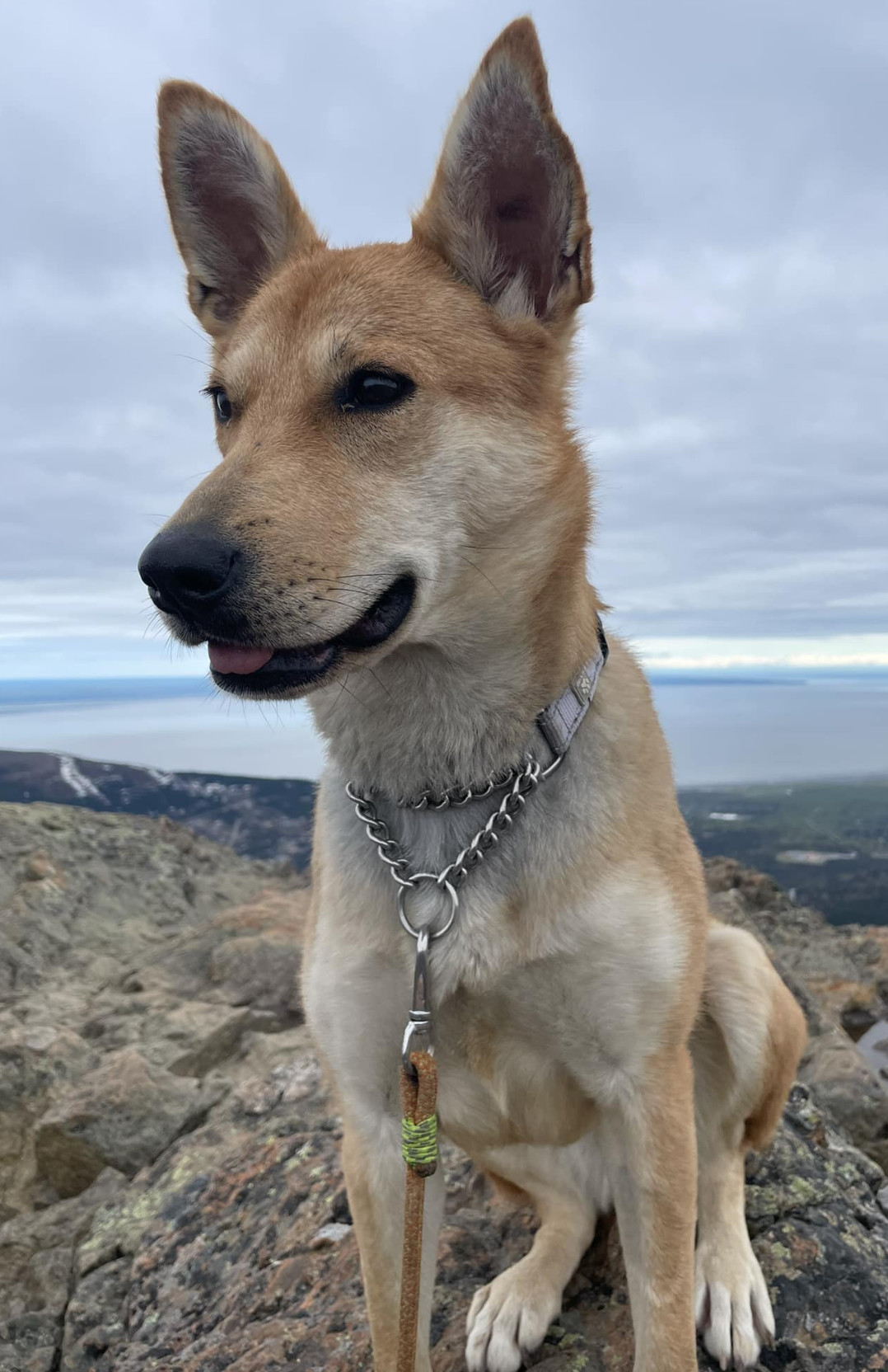 Ivy, an adoptable Husky in Anchorage, AK, 99503 | Photo Image 3