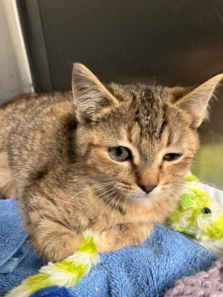 Cat for adoption - Tokoyo, a Domestic Short Hair in Lunenburg, MA ...