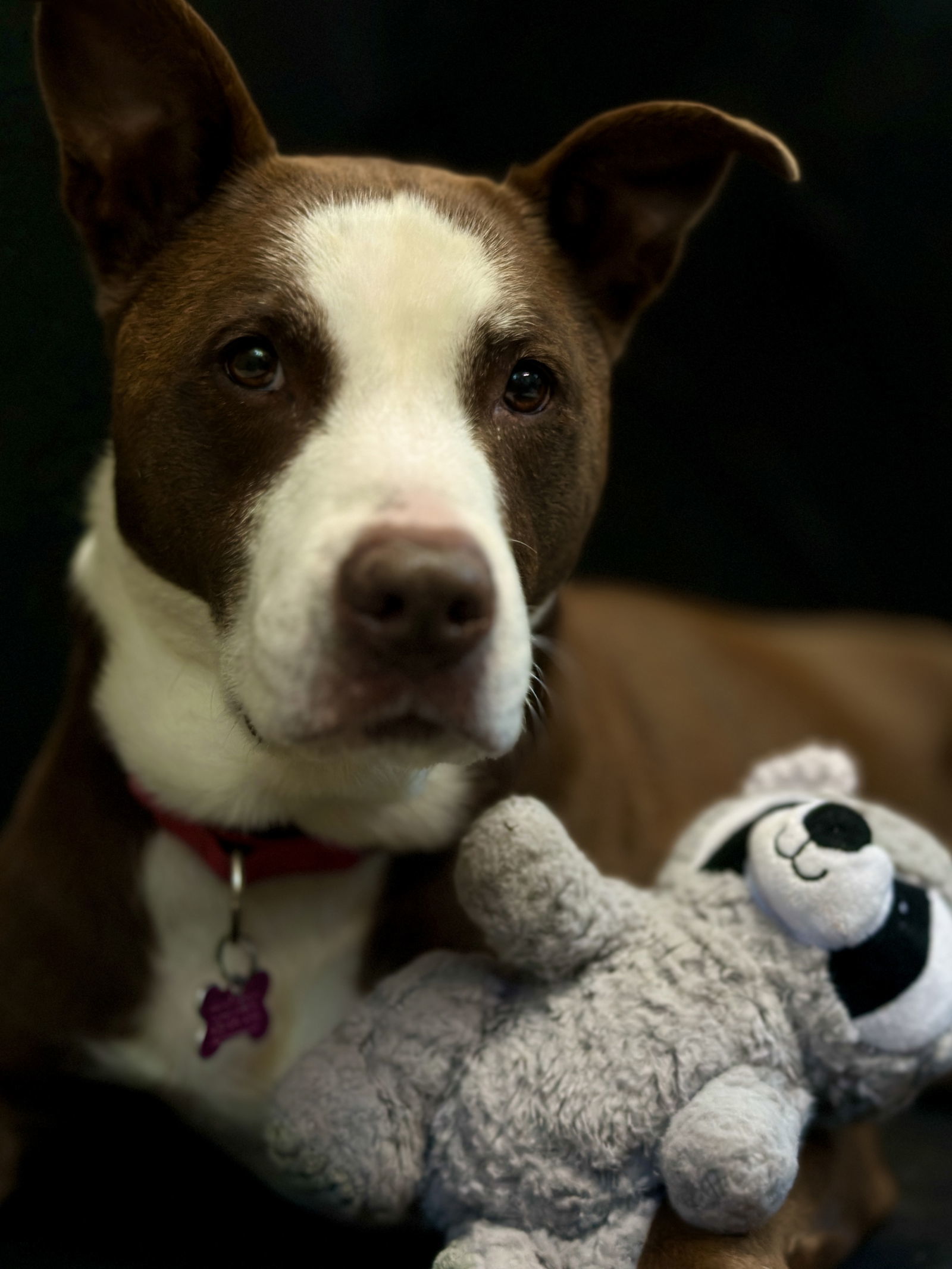 Sydney, an adoptable Pit Bull Terrier, Labrador Retriever in West Cornwall, CT, 06796 | Photo Image 1