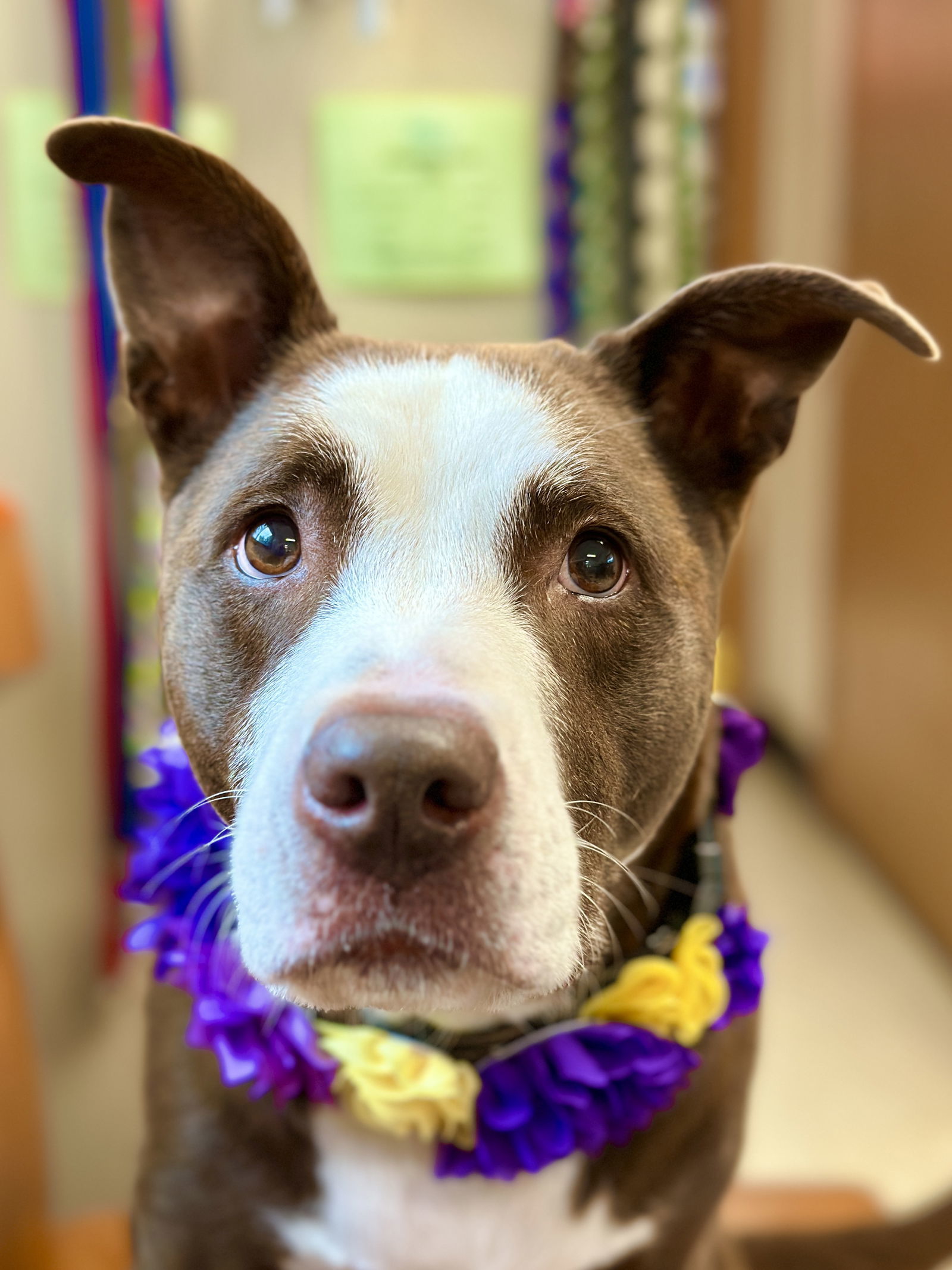 Sydney, an adoptable Pit Bull Terrier, Labrador Retriever in West Cornwall, CT, 06796 | Photo Image 2