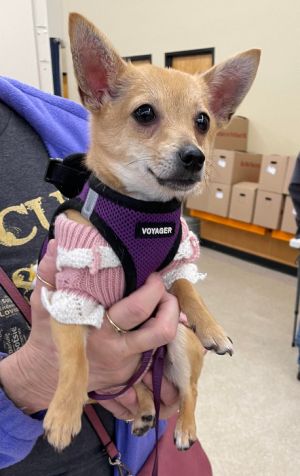 Small dog rescue of new england cranston hot sale ri