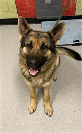 German shepherd rescue indy best sale indianapolis in