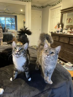 Half Pint & Gracie Domestic Medium Hair Cat