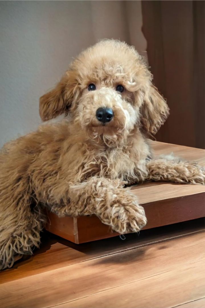 Petfinder store miniature poodle