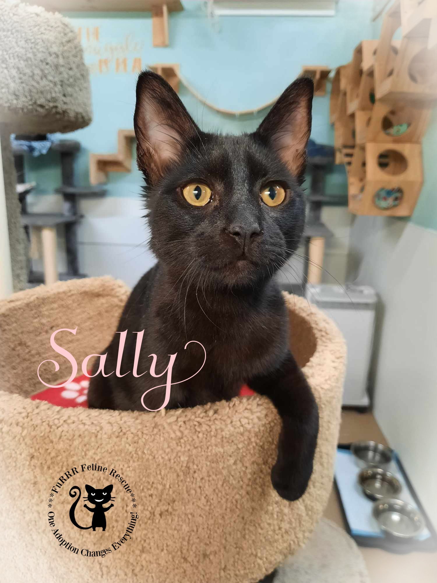 Sally store cat rescue