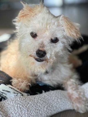 Hi Im Muppet and I was found as a stray and sent to Carson Shelter Thankfully I was saved just