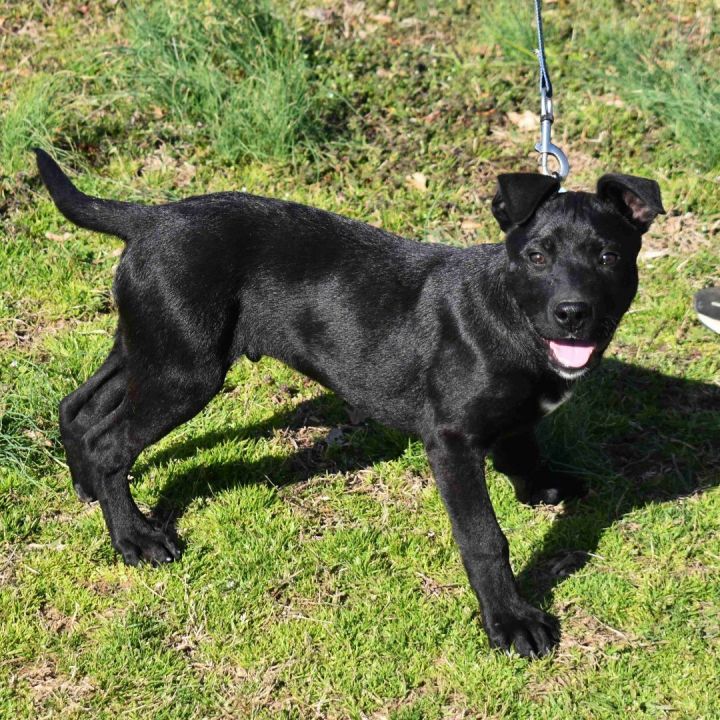Joe , an adoptable Labrador Retriever Mix in Searcy, AR_image-1