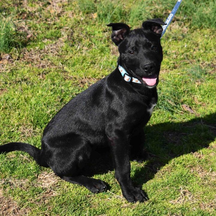 Joe , an adoptable Labrador Retriever Mix in Searcy, AR_image-5