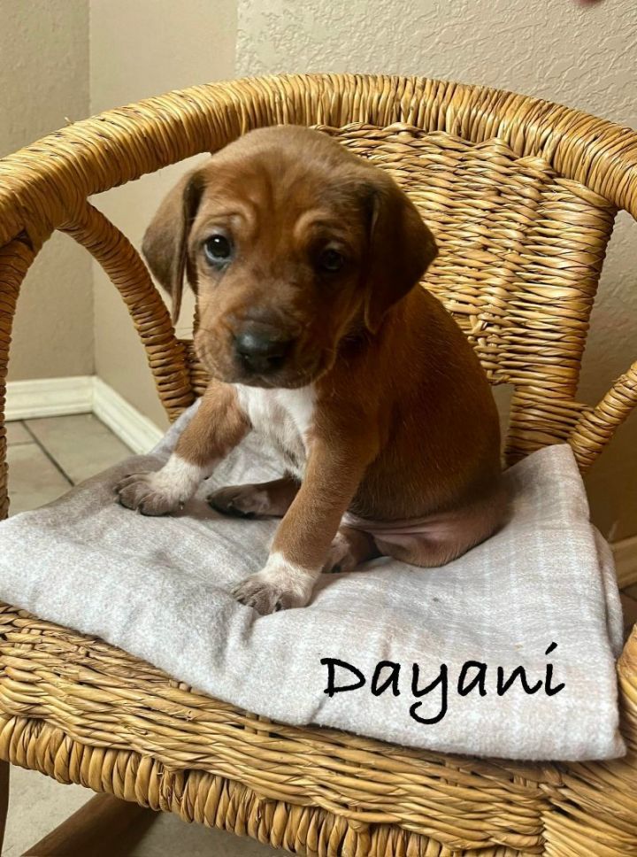 Dayani, an adoptable Bluetick Coonhound Mix in TULSA, OK_image-1