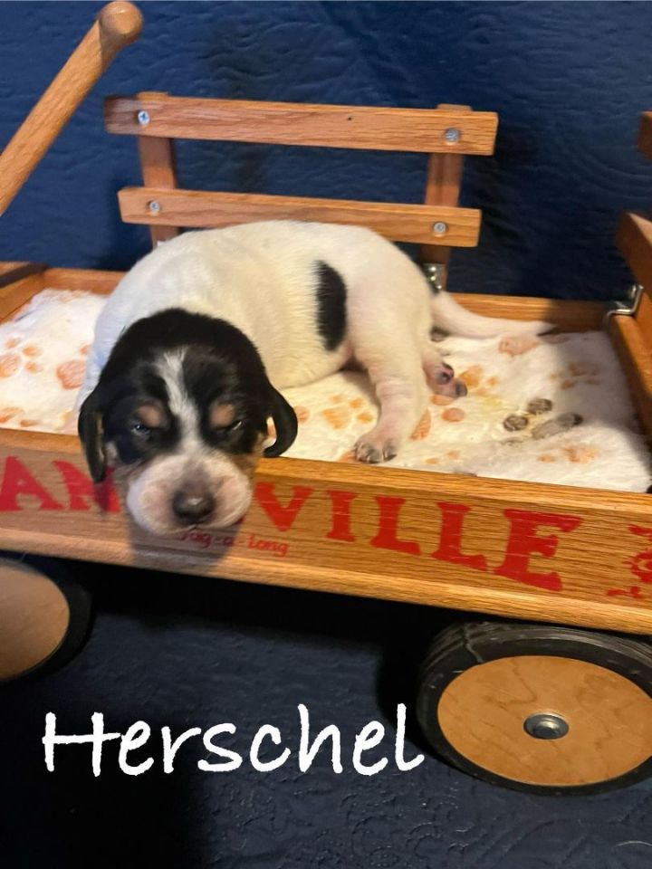 Herschel, an adoptable Bluetick Coonhound Mix in TULSA, OK_image-3