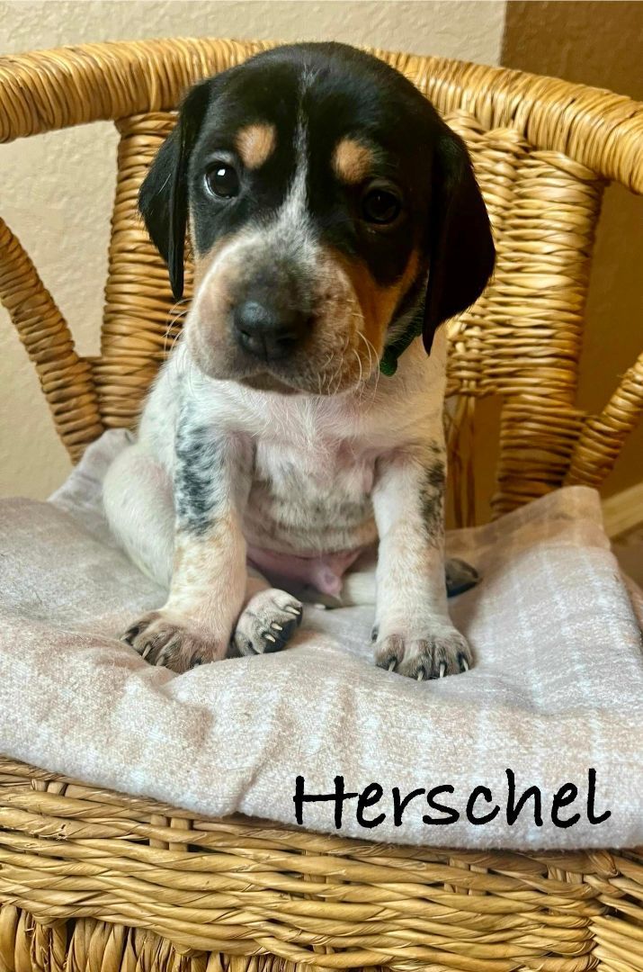 Herschel 1